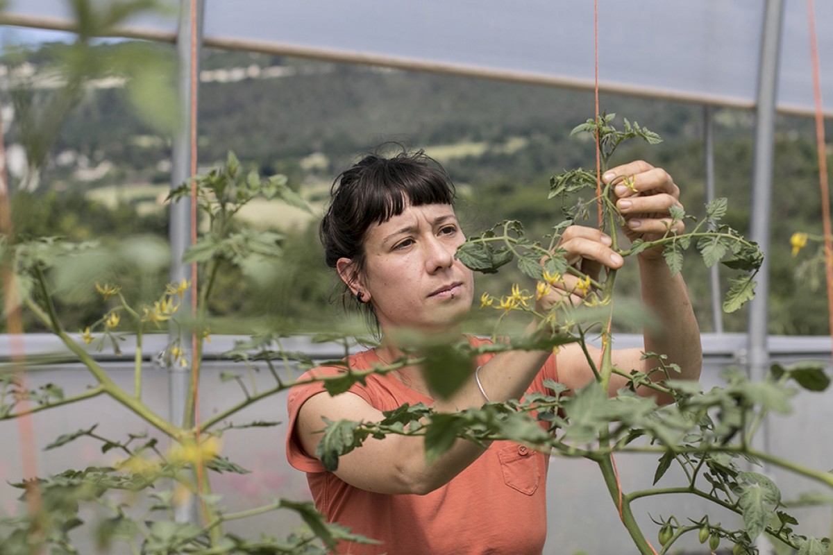 Cura de les tomaqueres al Circell, un dels projectes agroecològics que gestiona Mengem Osona