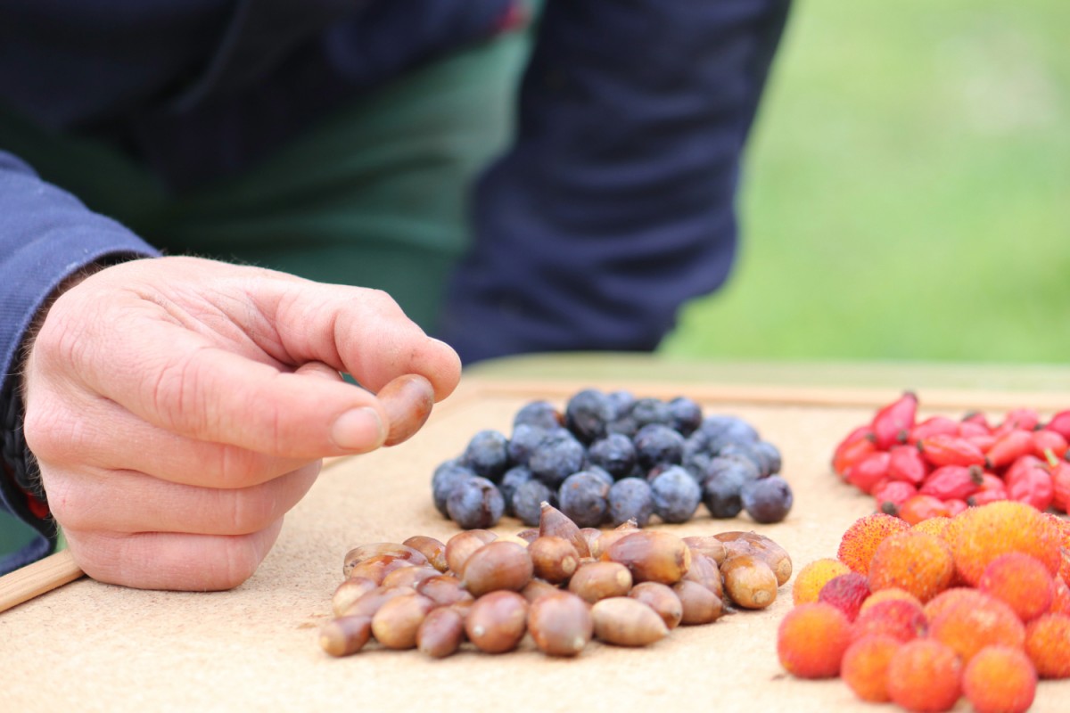 Alguns dels fruits silvestres comestibles.