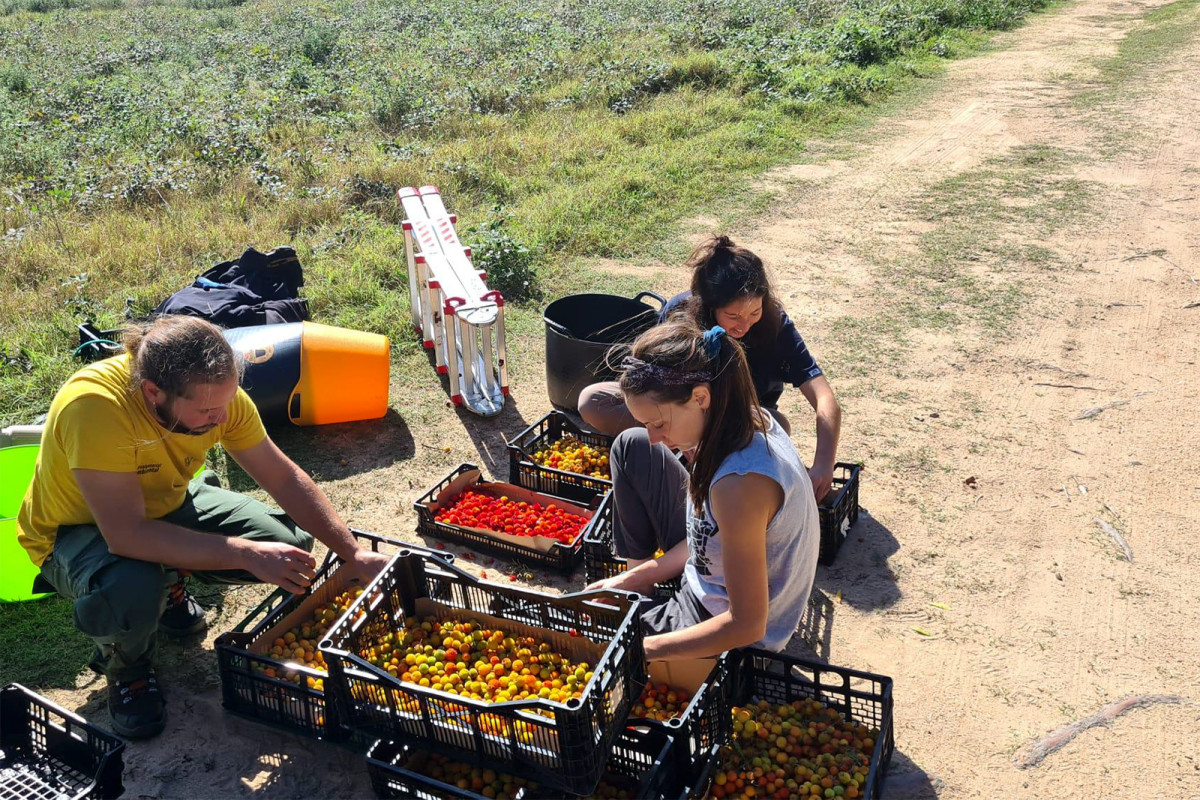 Recol·lecció de cirera d’arboç, en el marc del projecte Plantes Oblidades
