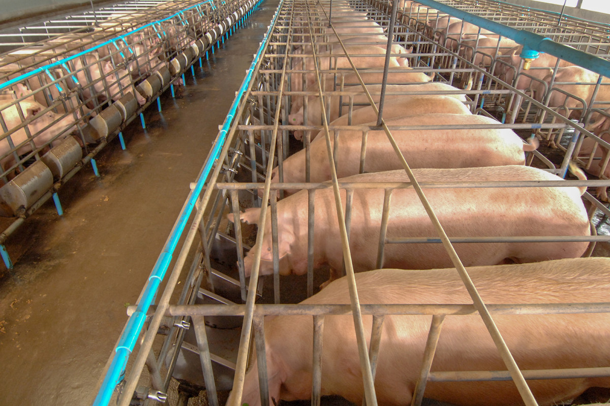 Les emissions de CO₂ del sector porcí català equivalen al 34% de les emissions de CO₂ totals de Catalunya