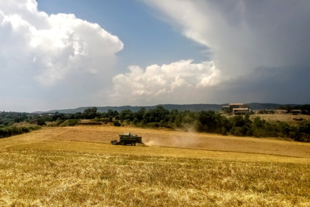Imatge d'arxiu de plantacions de cereal a Prades de la Molsosa.