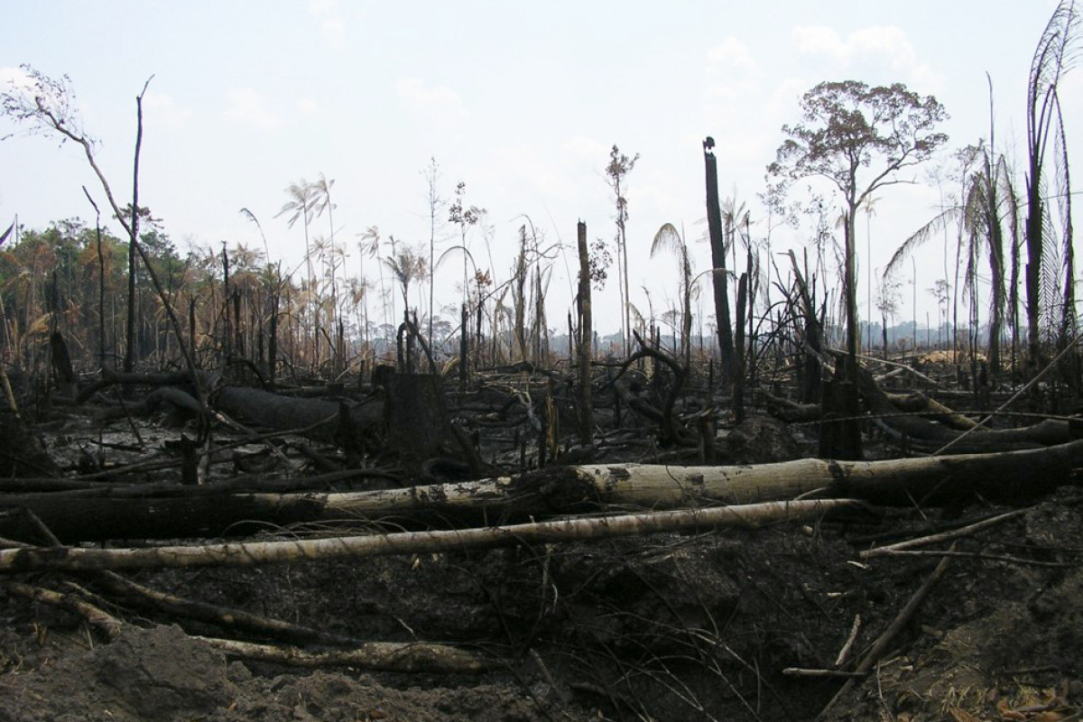 La impunitat d'especuladors i grans propietaris ha propiciat en els últims 30 anys la desforestació d'una part important de l'Amazònia a l'estat de Rondônia