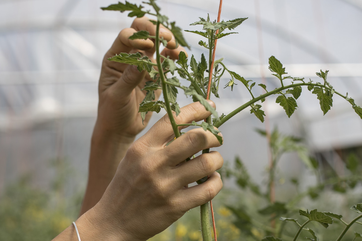 L'estudi ha analitzat, entre altres, algunes experiències d'iniciatives agroecològiques